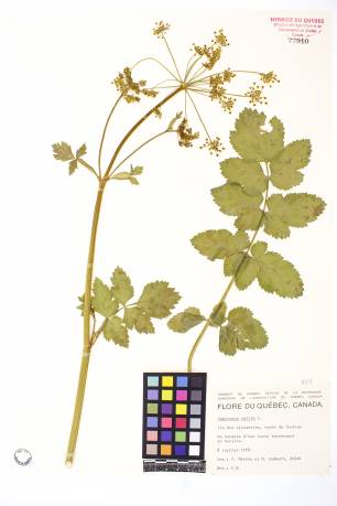 Panais sauvage - plante adulte