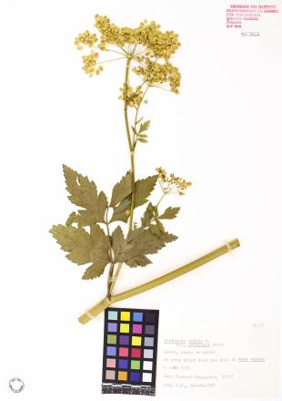 Panais sauvage - plante adulte