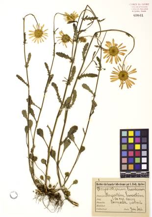 Marguerite blanche - plante adulte