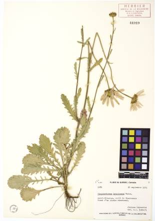 Marguerite blanche - plante adulte