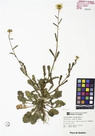 Marguerite blanche - plante adulte