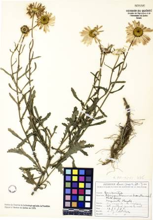 Marguerite blanche - plante adulte