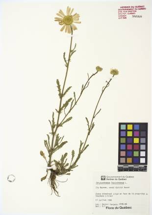 Marguerite blanche - plante adulte