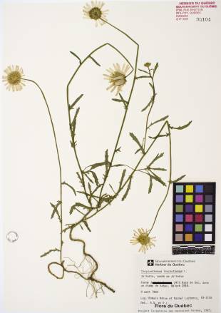 Marguerite blanche - plante adulte