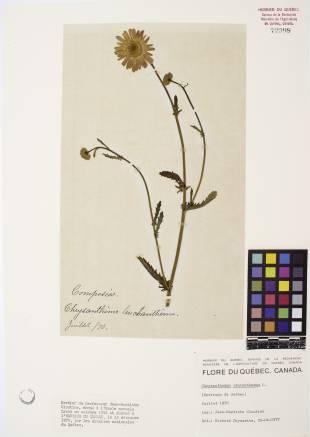 Marguerite blanche - plante adulte