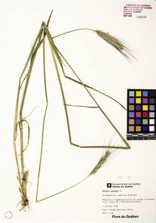 Seigle commun - plante témoin