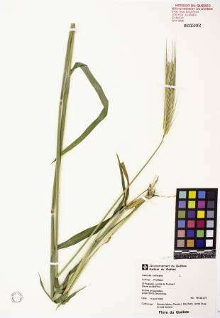 Seigle commun - plante adulte