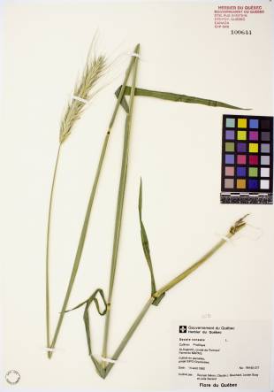Seigle commun - plante adulte