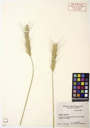 Seigle commun - plante adulte