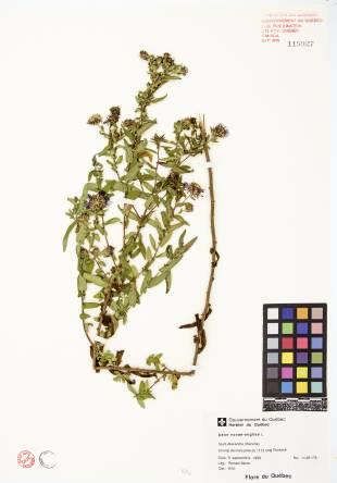Aster de Nouvelle-Angleterre - plante adulte