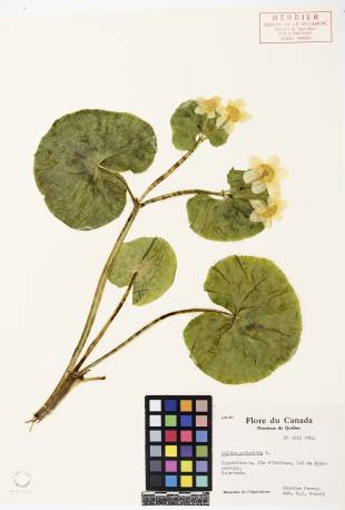 Populage des marais - plante adulte