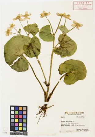 Populage des marais - plante adulte