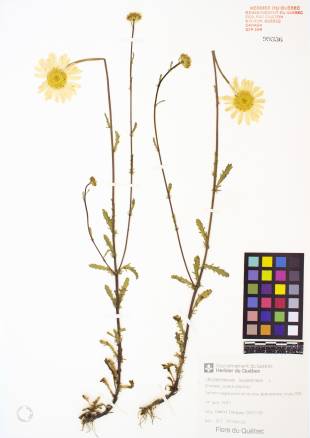 Marguerite blanche - plante adulte