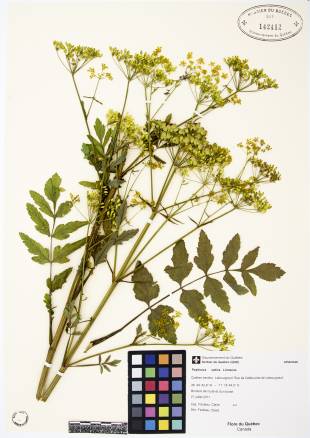 Panais sauvage - plante témoin