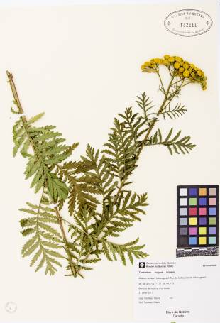 Tanaisie vulgaire - plante témoin