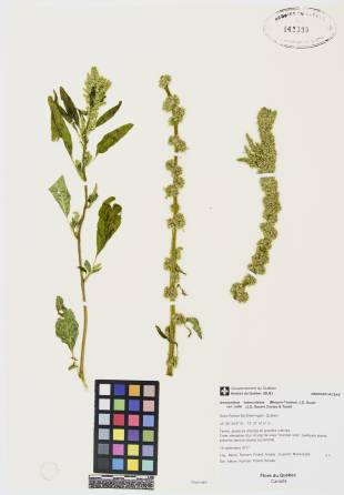 Amarante tuberculée - plante adulte
