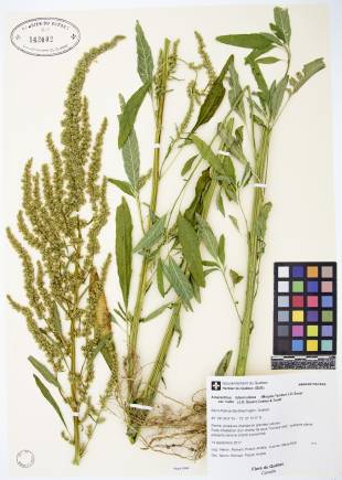 Amarante tuberculée - plante témoin