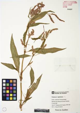 Renouée à feuilles de patience - plante témoin