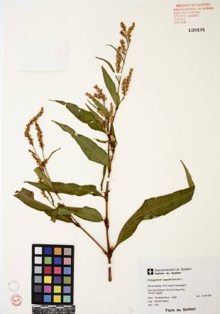 Renouée à feuilles de patience - plante adulte