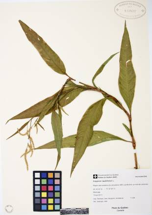 Renouée à feuilles de patience - plante adulte