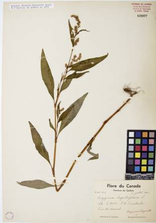 Renouée à feuilles de patience - plante adulte