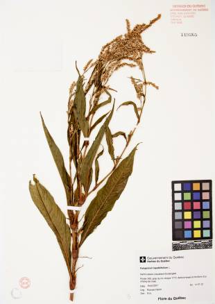 Renouée à feuilles de patience - plante adulte