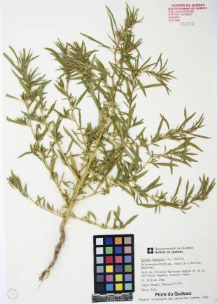 Kochia à balais - plante adulte
