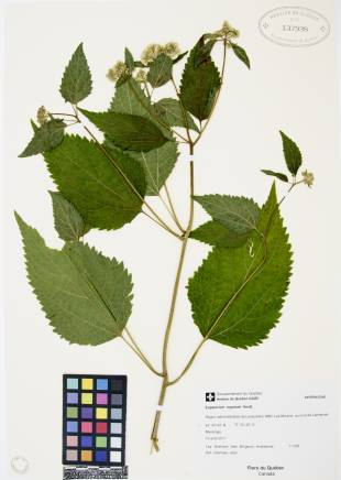Eupatoire rugueuse - plante témoin