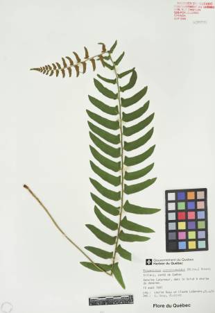 Polystic faux-acrostic - plante témoin