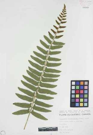 Polystic faux-acrostic - plante adulte