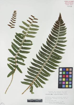 Polystic faux-acrostic - plante adulte