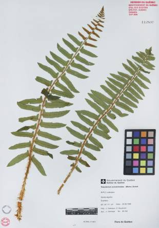 Polystic faux-acrostic - plante adulte