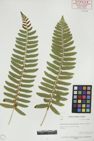 Polystic faux-acrostic - plante adulte