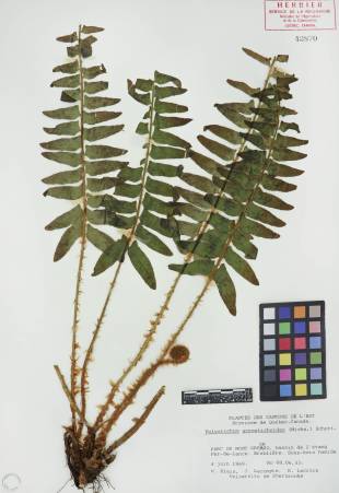 Polystic faux-acrostic - plante adulte