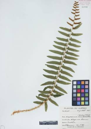 Polystic faux-acrostic - plante adulte
