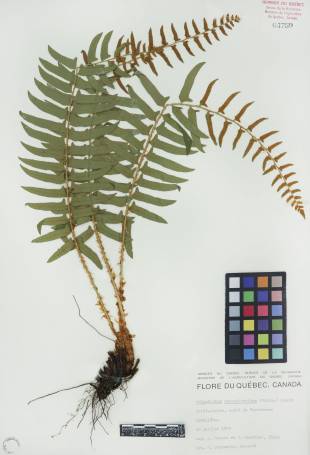 Polystic faux-acrostic - plante adulte
