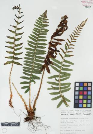 Polystic faux-acrostic - plante adulte