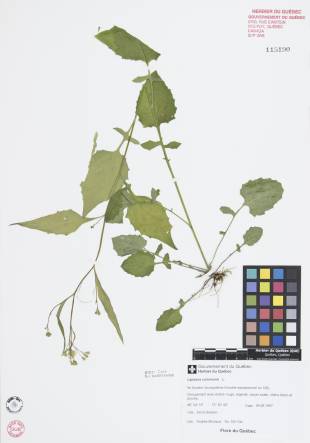 Lapsane commune - plante adulte