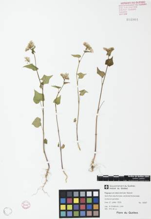 Sarrasin commun - plante témoin