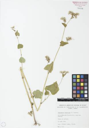 Sarrasin commun - plante adulte