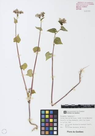 Sarrasin commun - plante adulte