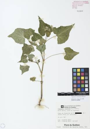 Sarrasin commun - plante adulte