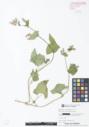 Sarrasin commun - plante adulte