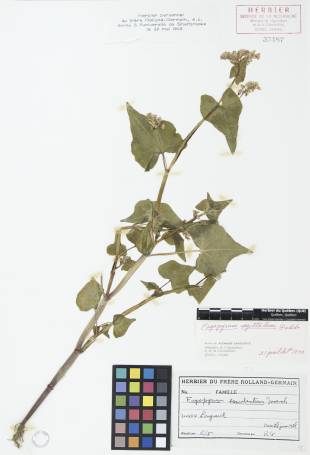 Sarrasin commun - plante adulte