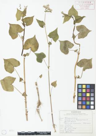 Sarrasin commun - plante adulte