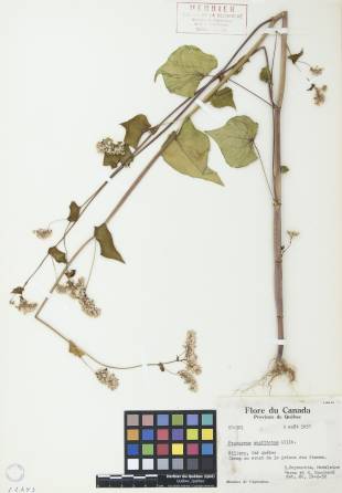 Sarrasin commun - plante adulte