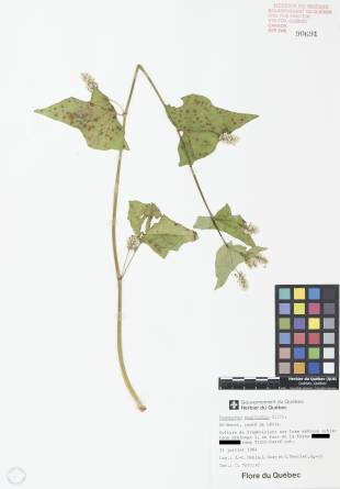 Sarrasin commun - plante adulte