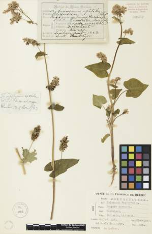 Sarrasin commun - plante adulte