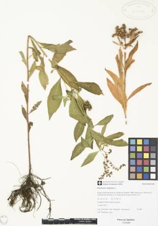 Penthorum faux-orpin - plante adulte