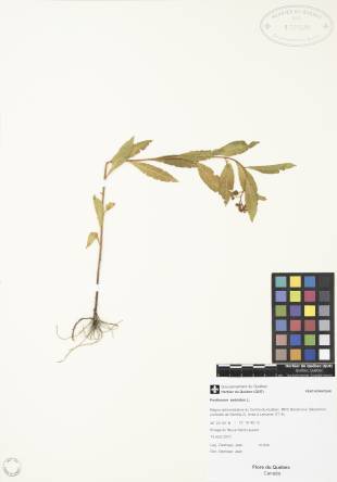 Penthorum faux-orpin - plante adulte